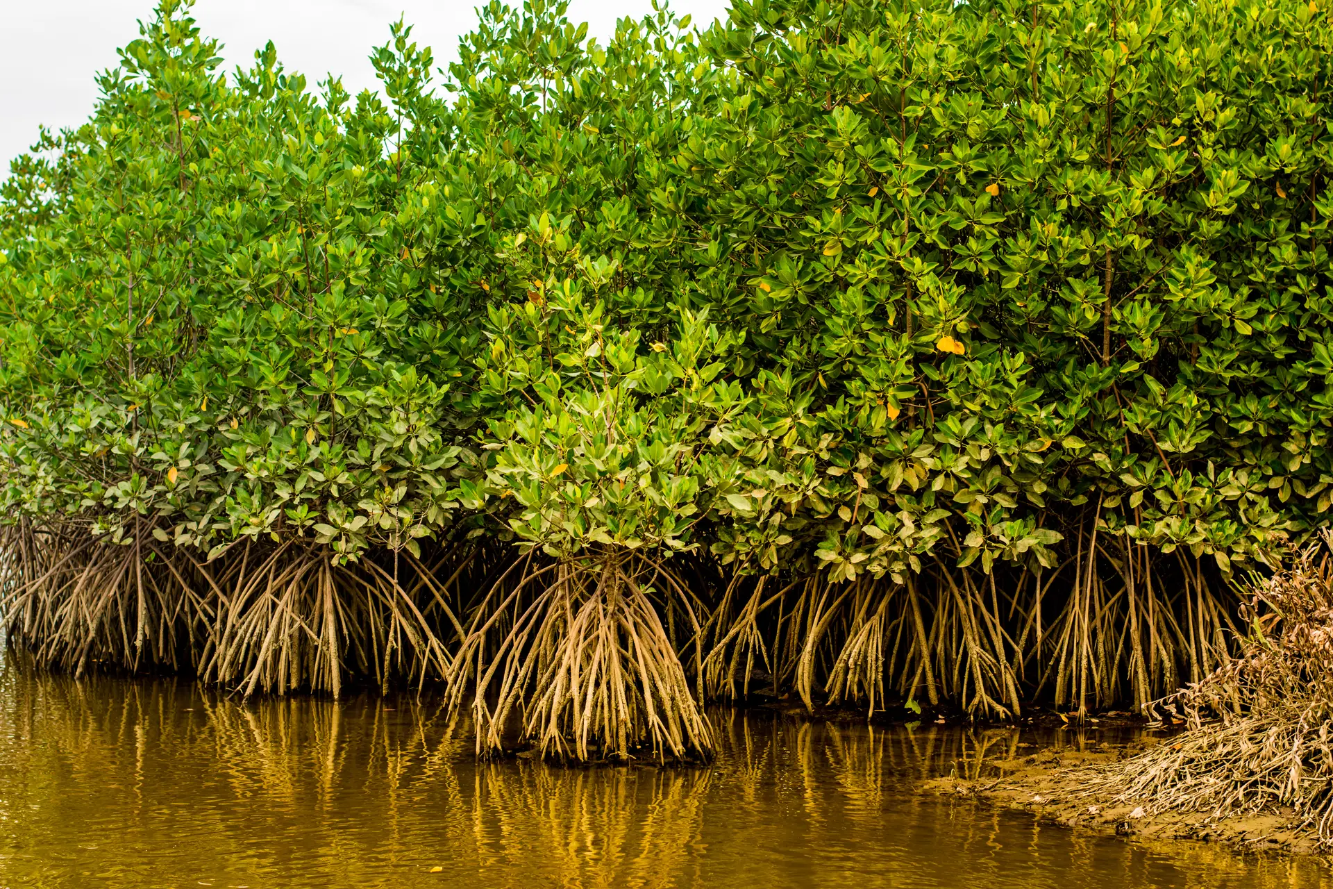 Dense green mangrove trees with exposed roots along a calm water shoreline, symbolizing sustainable and eco-friendly corporate swag and promotional products.