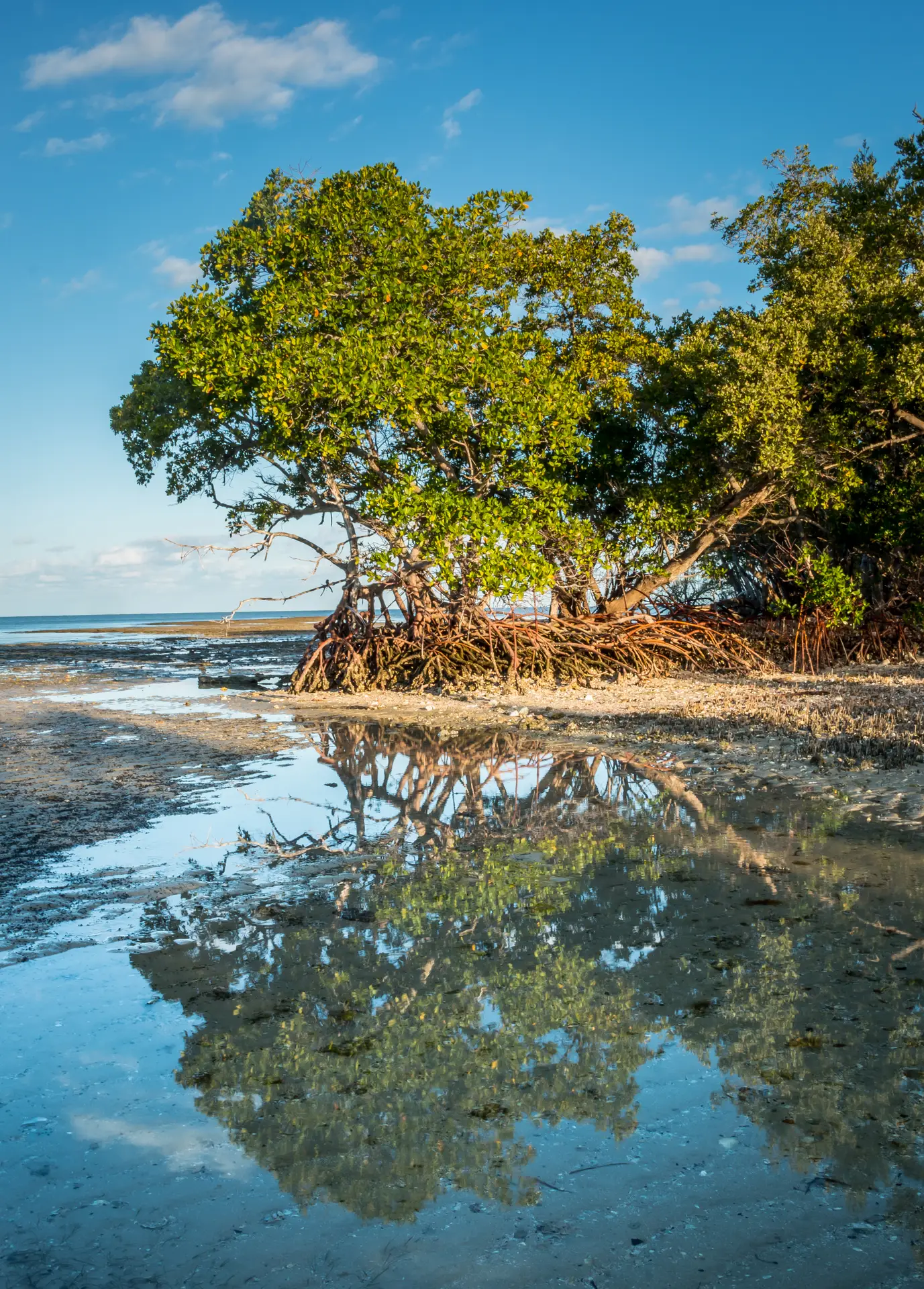 Mangrove trees with exposed roots reflected in tidal water under a clear blue sky, symbolizing sustainable and eco-friendly corporate swag and promotional products.