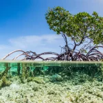 Split-view of healthy mangrove tree with exposed roots above clear water, symbolizing sustainable eco-friendly corporate gifts and socially responsible swag ideas.