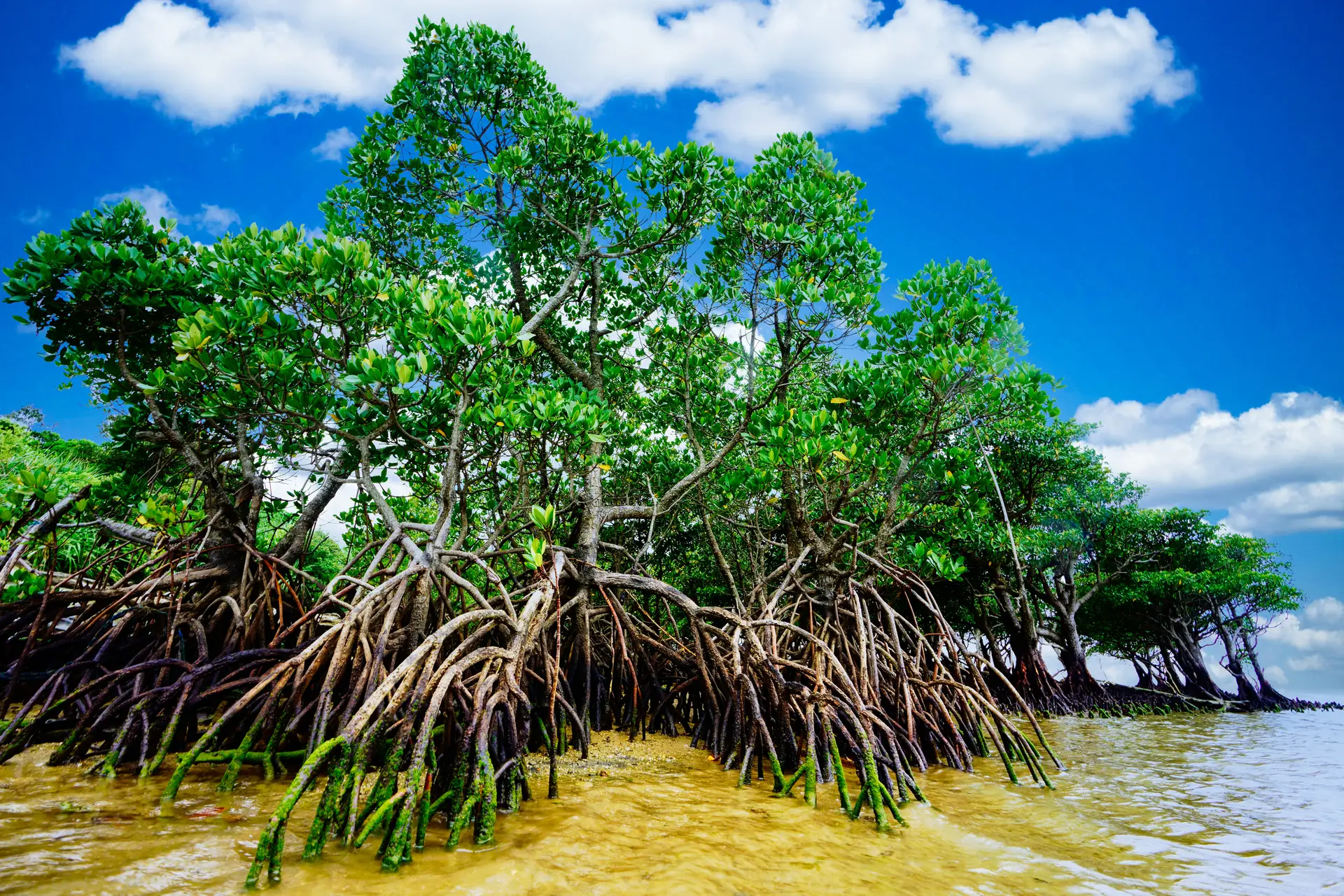 Vibrant mangrove trees with exposed roots along a shoreline under a bright blue sky, symbolizing sustainable and eco-friendly corporate swag and promotional products.