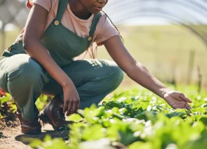Farmer tending vegetables in greenhouse for agriculture