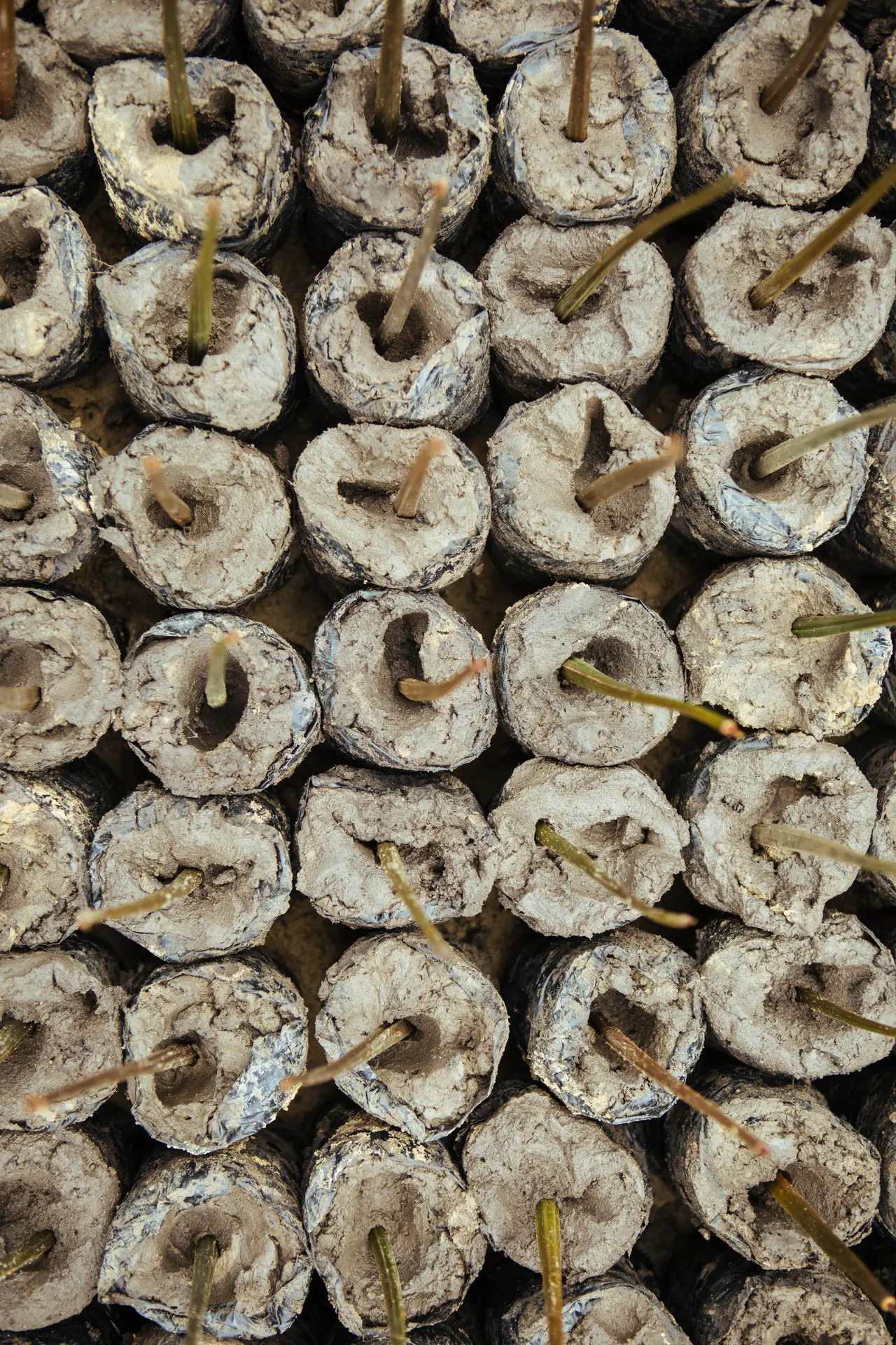 Close-up image of biodegradable seed starter pellets with emerging plant sprouts, showcasing eco-friendly and sustainable promotional product ideas for corporate gifting and green swag solutions.