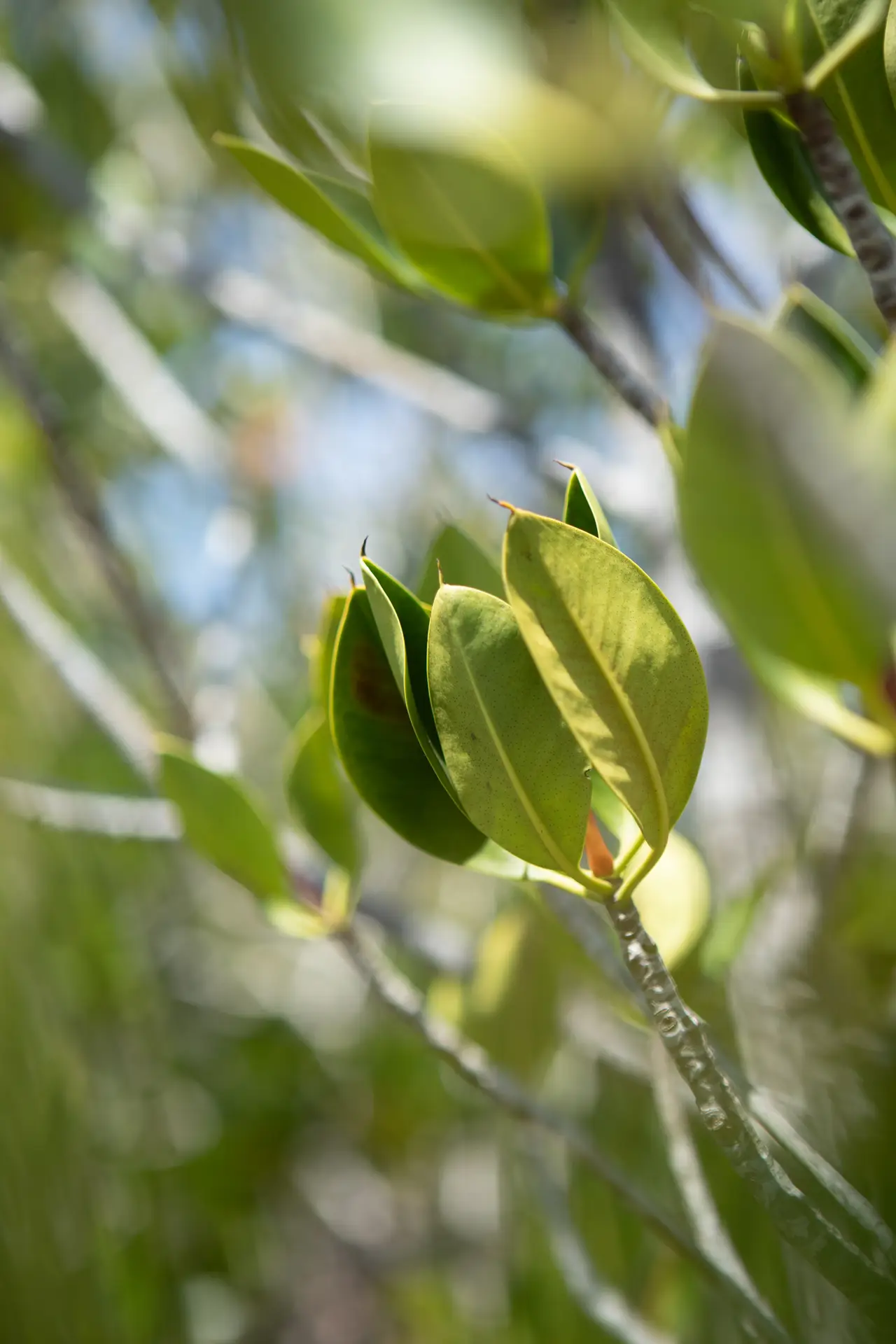 Close-up of green leaves on a branch in natural sunlight, symbolizing eco-friendly and sustainable swag ideas for corporate gifts and promotional products.